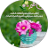 Ali Mouhine